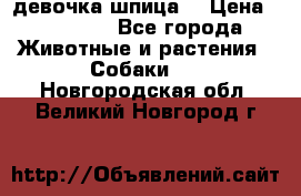 девочка шпица  › Цена ­ 40 000 - Все города Животные и растения » Собаки   . Новгородская обл.,Великий Новгород г.